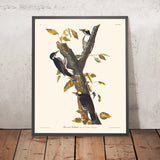 Dreizehen-Wintergoldhähnchen von John James Audubon, 1827 