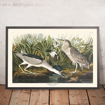 Airone notturno, o Uccello Qua di John James Audubon, 1827 