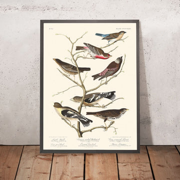 Finch Lazuli, Bull-Finch dal collo cremisi, Linotte dal cappuccio grigio, Uccello della stalla, Grosbeak della sera, Longspur marrone di John James Audubon, 1827 