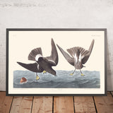 Stormy Petrel by John James Audubon 1827