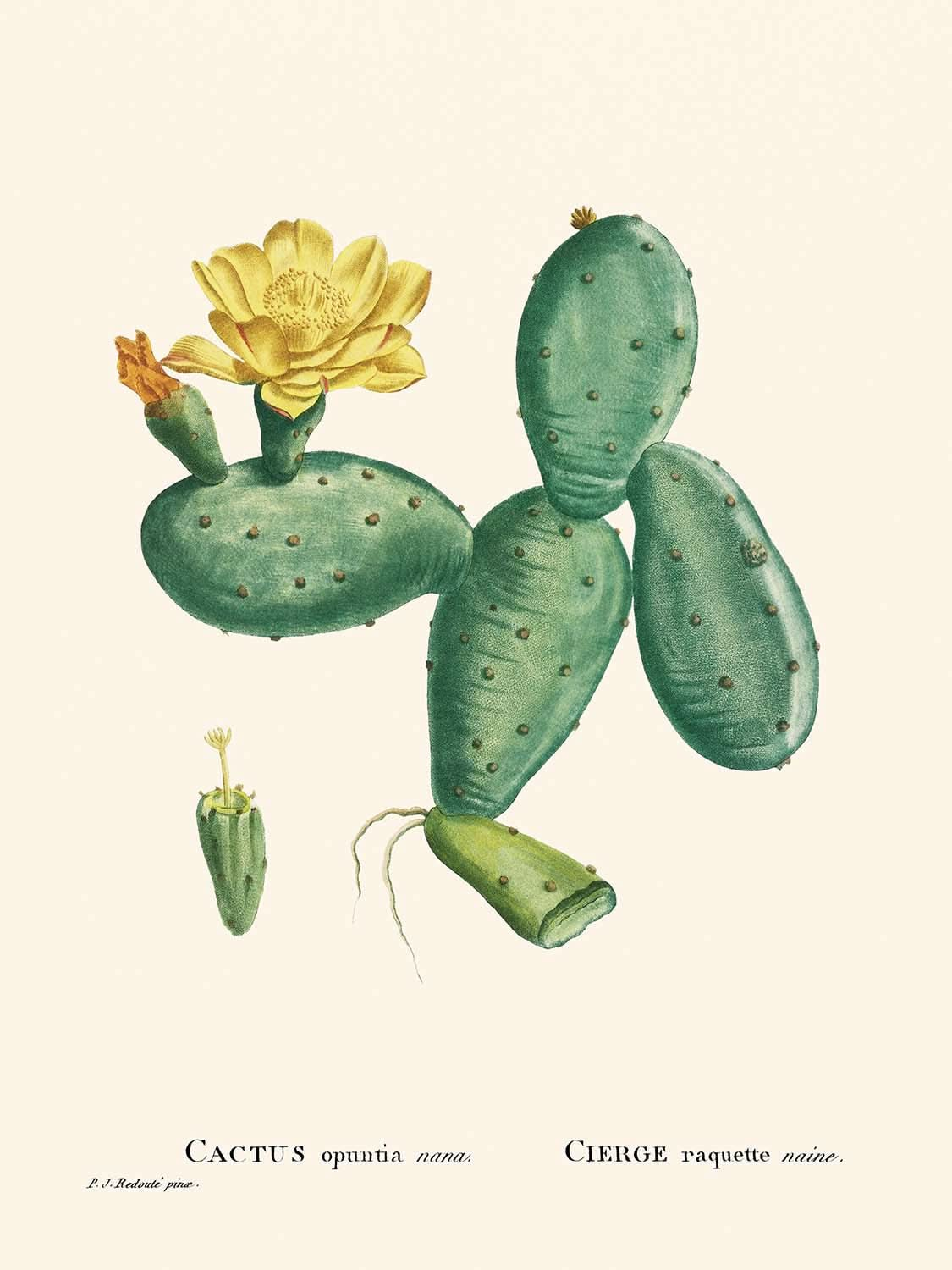 Prickly Pear by Pierre-Joseph Redouté, 1802