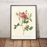 Sweet Briar Rose (Rosa rubiginosa Anemone-Flora) by Pierre Joseph Redouté, 1817