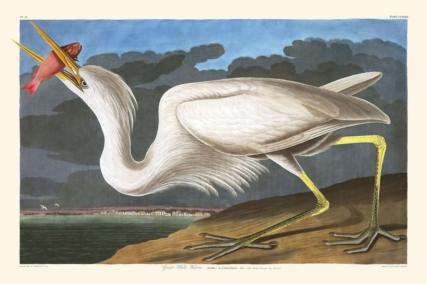 Großer weißer Reiher von John James Audubon, 1827