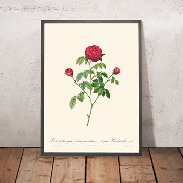 Provenza o Rosa Francese di Pierre-Joseph Redouté, 1817 