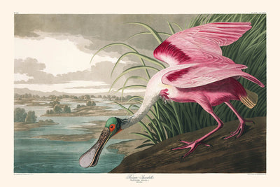 Roseate Spoonbill by John James Audubon, 1827