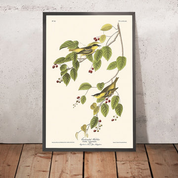 Warbler frizzante di John James Audubon, 1827 