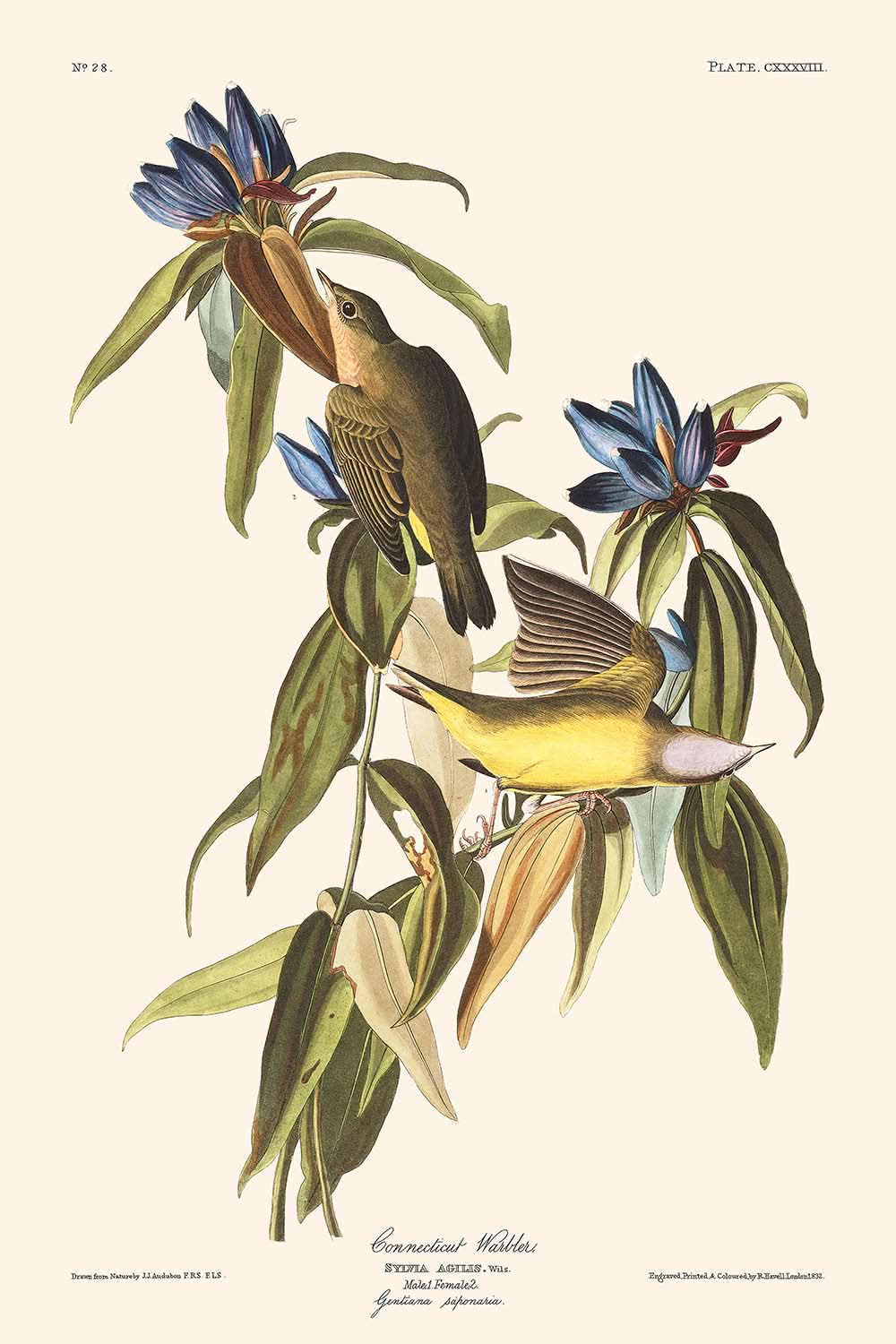 « Fauvette du Connecticut par John James Audubon, 1827 »