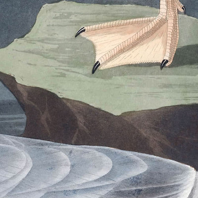 Gaviota plateada de alas blancas, de John James Audubon, 1827