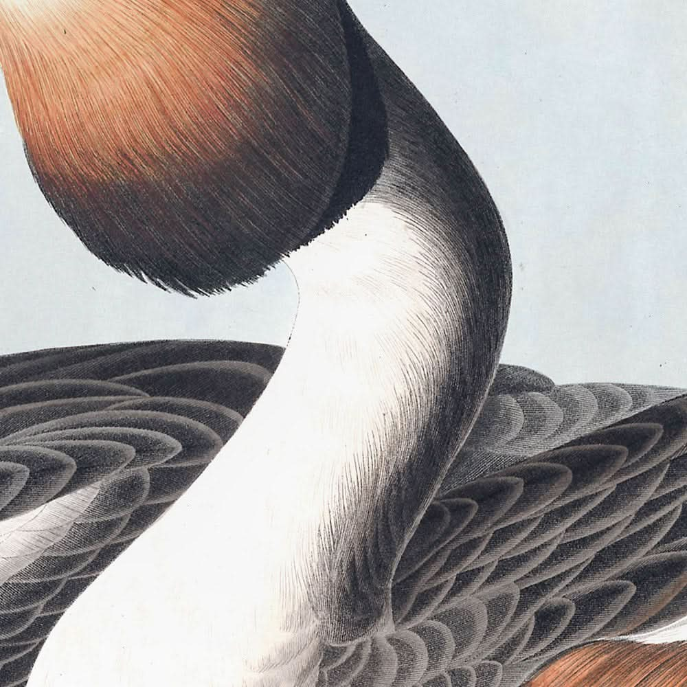 Grèbe huppé par John James Audubon, 1827