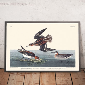Hyperborean Phalarope by John James Audubon, 1827
