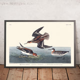 Hyperboreischer Phalarope von John James Audubon, 1827 
