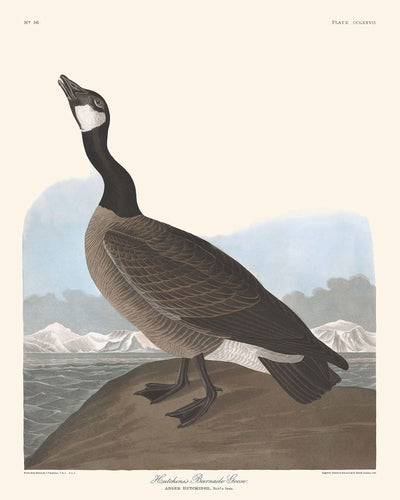 Hutchins' Weißwangengans von John James Audubon, 1827