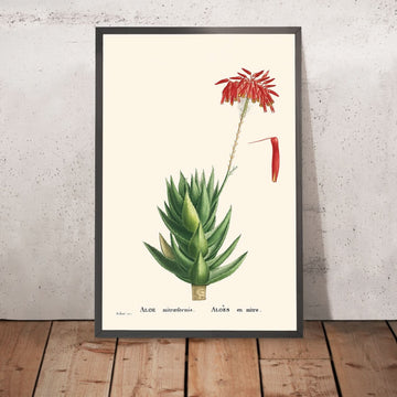 Mitre Aloe di Pierre-Joseph Redouté, 1802 