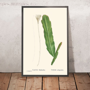 Cactus in salita di Pierre-Joseph Redouté, 1802 