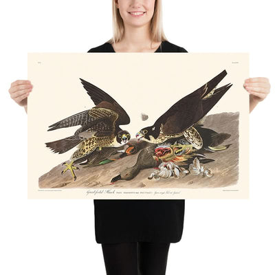 Großfußbussard von John James Audubon, 1827