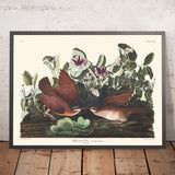 Colomba di Key West di John James Audubon, 1827 