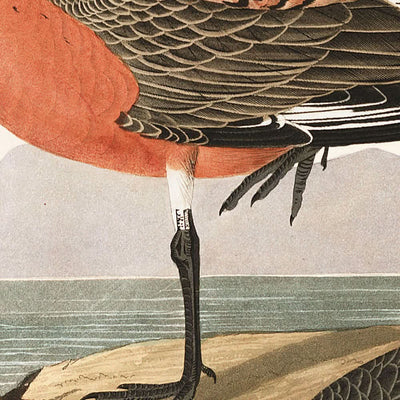 Rotkehlchenstrandläufer von John James Audubon, 1827