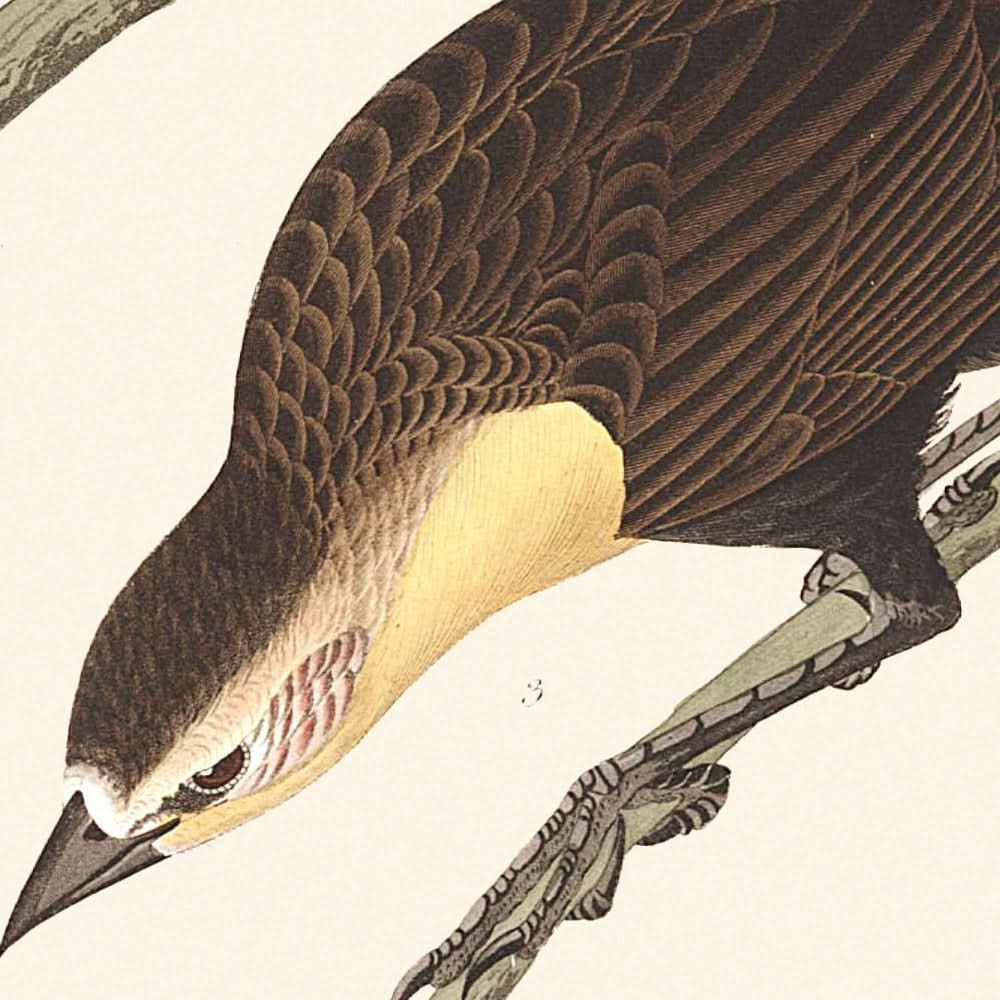 Nuttallstar, Gelbkopf-Troopial, Bullockpirol von John James Audubon, 1827