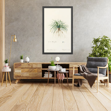 A framed image of Convallaria japonica by Pierre Joseph Redouté, 1802