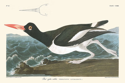 Austernfischer von John James Audubon, 1827