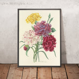 Carnations (Plate 57) by Pierre Joseph Redouté, 1827