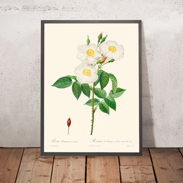 Rosa Damascena, Subalba von Pierre-Joseph Redouté, 1817 