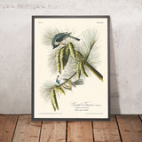 Crested Titmouse by John James Audubon, 1827