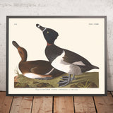 Ring-necked Duck von John James Audubon, 1827 