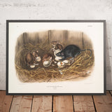 Black Rat (Mus Rattus) by John Woodhouse Audubon, 1845