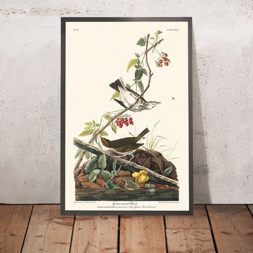 Tordo dalla corona dorata di John James Audubon, 1827 