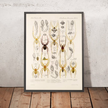A framed image of 