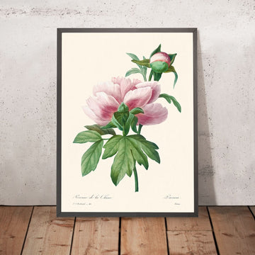Peonia Rosa di Pierre-Joseph Redouté, 1802 