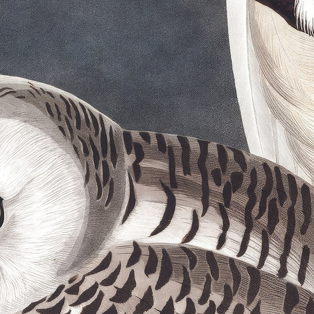 Snowy Owl by John James Audubon, 1827