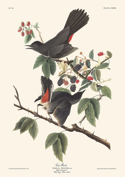 Chat-oiseau de John James Audubon, 1827