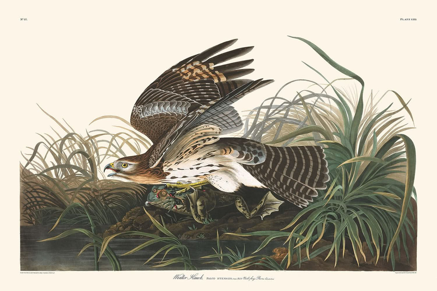 Le faucon d'hiver de John James Audubon, 1827