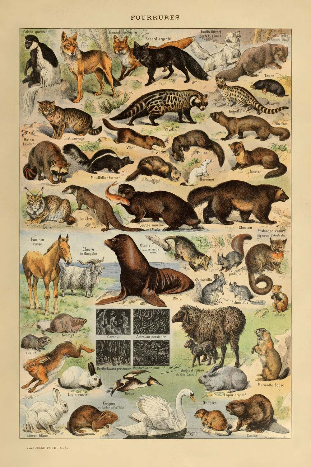 Furry Animals by Adolphe Millot, 1890