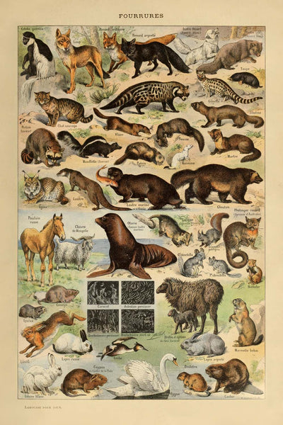 Furry Animals by Adolphe Millot, 1890