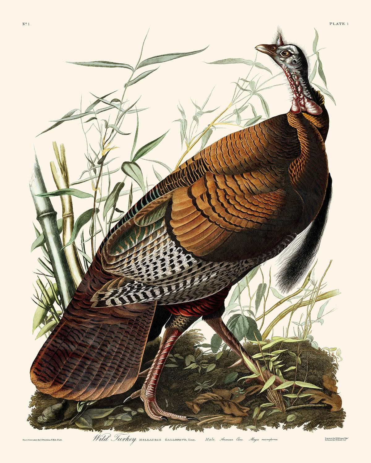 Wilder Truthahn von John James Audubon, 1827