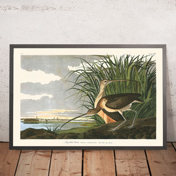 Langschnabelige Schnepfe von John James Audubon, 1827 