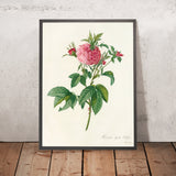 Rosa gallica Agatha (Var. Prolifera) by Pierre Joseph Redouté, 1817