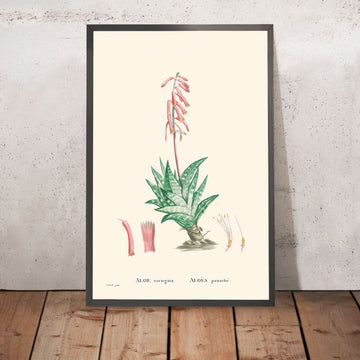 Tiger Aloe di Pierre-Joseph Redouté, 1802 