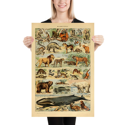 Mammals (2) by Adolphe Millot, 1890 - Cats, Dogs, Monkeys, Whales