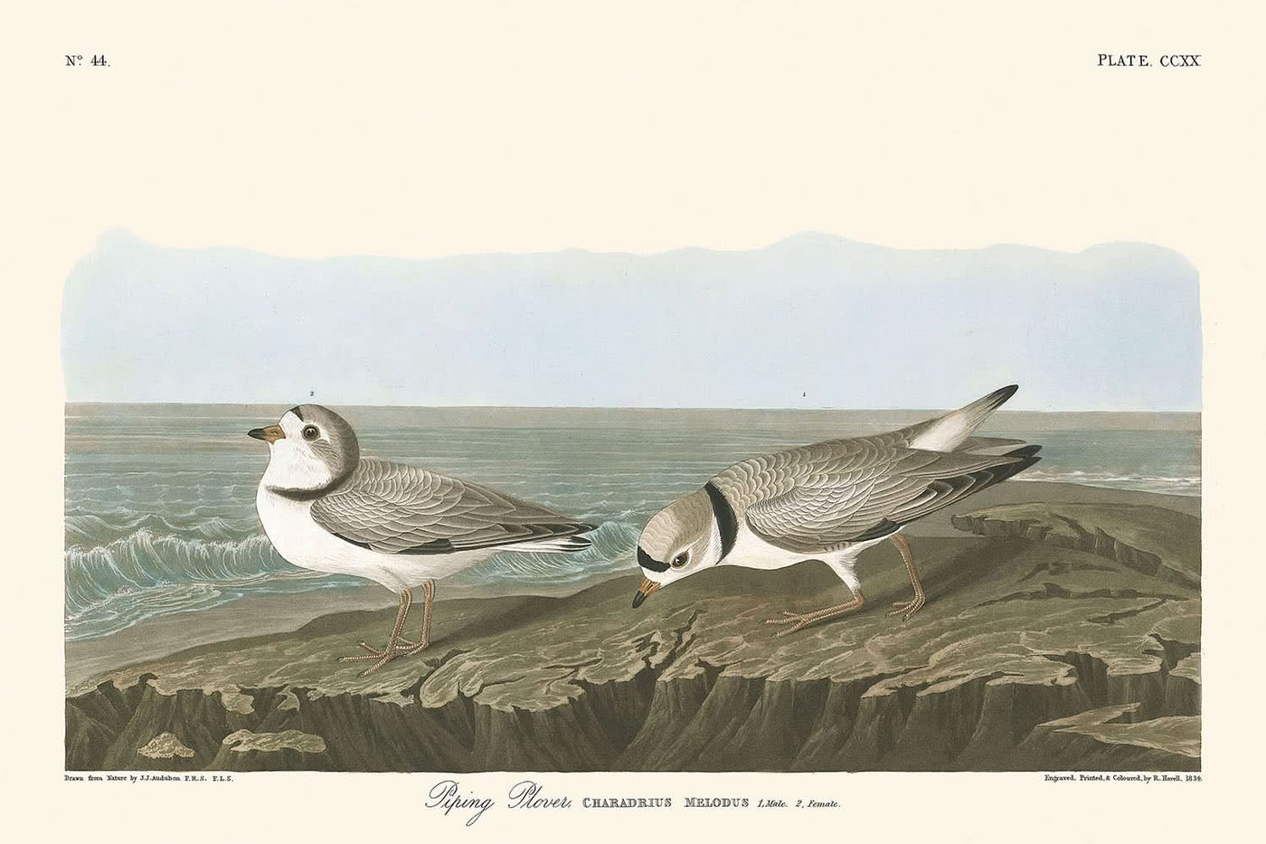 Sandregenpfeifer von John James Audubon, 1827