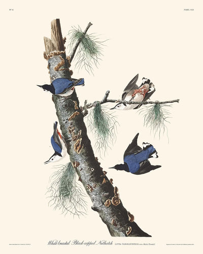 Weißbrust-Schwarzkopfmeise von John James Audubon, 1827