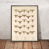 Bees, Wasps, and Ants (Hymenoptera, Plate 14) by Frederick DuCane Godman, 1879