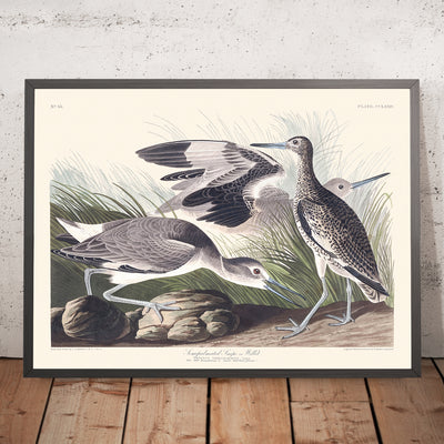 A framed image of Semipalmated Snipe, or Willet by John James Audubon, 1827