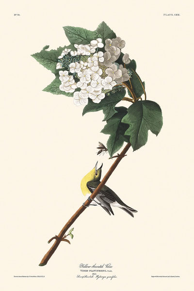 Viréo à gorge jaune par John James Audubon, 1827