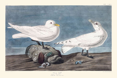 Elfenbeinmöwe von John James Audubon, 1827