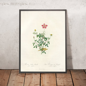 A framed image of Rosa indica pumila (Single-Flowered Bengal Rose) by Pierre Joseph Redouté, 1817