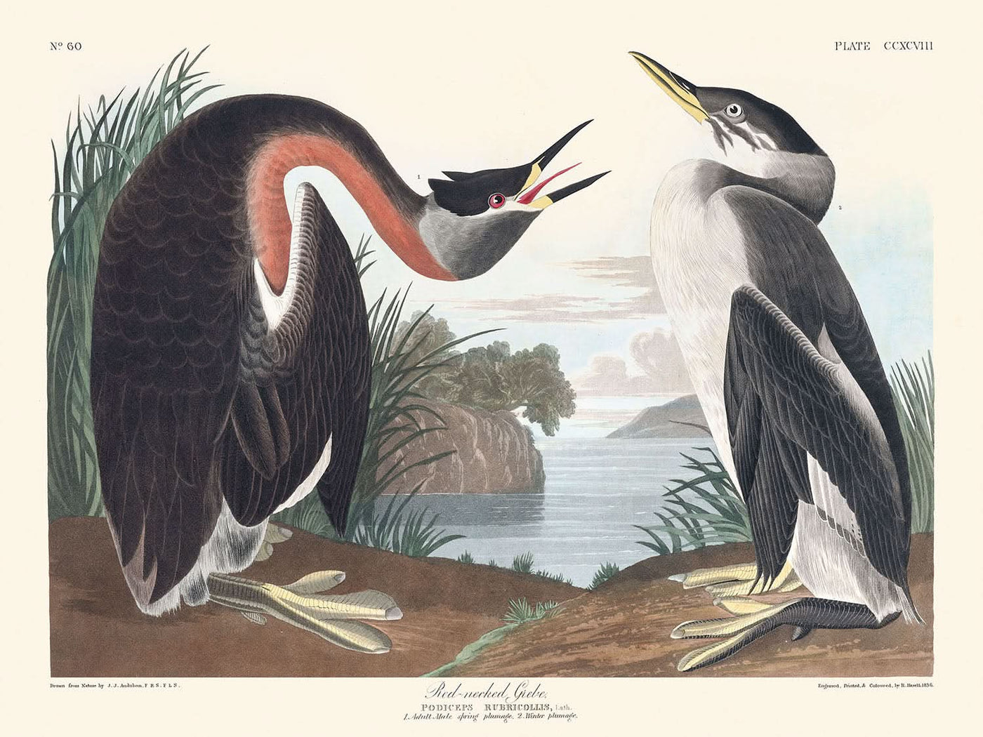 Rothalstaucher von John James Audubon, 1827